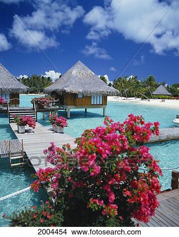 French Polynesia, Bora Bora, Scenic Landscape Moana Beach Park Royal Hotel Bougainvillea Walkway Look To Beach Bungalows Over Lagoon View Large Photo Image Picture - French Polynesia, Bora Bora, Scenic Landscape Moana Beach Park Royal Hotel Bougainvillea Walkway Look To Beach Bungalows Over Lagoon. Fotosearch