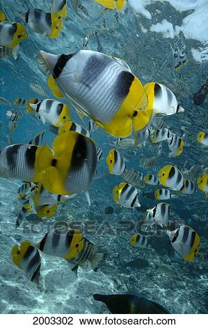 Stock Image - French Polynesia, Bora Bora, School Of Butterflyfish, Close-Up In Shallow Ocean, Over Reef And Near Surface. Fotosearch