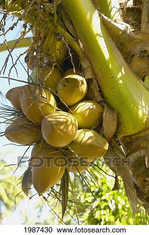 French Polynesia, Closeup Of Coconut Bunches Hanging From The Palm Tree. View Large Photo Image Stock Image - French Polynesia, Closeup Of Coconut Bunches Hanging From The Palm Tree.. Fotosearch