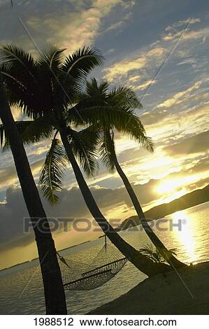 Stock Image - French Polynesia, Hammock Tied Between Palm Trees Next To Ocean At Sunset. Fotosearch