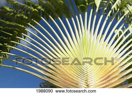 Stock Image - French Polynesia, Huahine, Close-Up Detail Of Light Green Palm Leaves With Against Blue Sky. Fotosearch