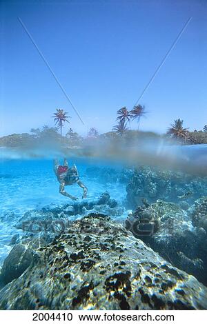French Polynesia, Huahine, Over/Under Woman Snorkeler Underwater Near Reef Urchins, Palm And Blue Sky Background (Vana) View Large Photo Image Stock Image - French Polynesia, Huahine, Over/Under Woman Snorkeler Underwater Near Reef Urchins, Palm And Blue Sky Background (Vana). Fotosearch