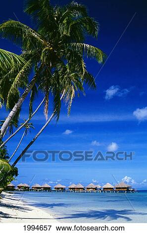 French Polynesia, Huahine, Te Tiare Resort Bungalows Over Ocean, Tall Palm Trees Along Beach, Blue Sky View Large Photo Image Stock Photo - French Polynesia, Huahine, Te Tiare Resort Bungalows Over Ocean, Tall Palm Trees Along Beach, Blue Sky. Fotosearch