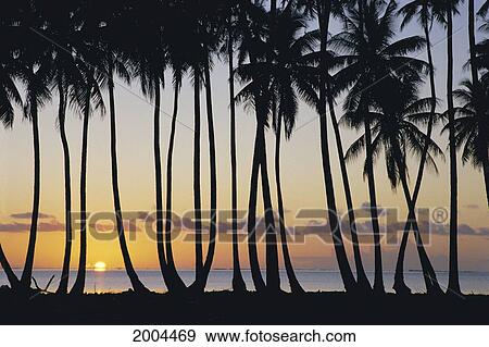 French Polynesia, Huahine, Tropical Sunset Silhouetted Palm Trees Along Ocean Shoreline, Sun Ball Horizon View Large Photo Image Stock Photo - French Polynesia, Huahine, Tropical Sunset Silhouetted Palm Trees Along Ocean Shoreline, Sun Ball Horizon. Fotosearch