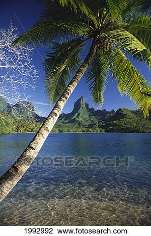 French Polynesia, Moorea, Opunohu Bay, Scenic View Of Clear Bay And Palm Trees. View Large Photo Image Stock Image - French Polynesia, Moorea, Opunohu Bay, Scenic View Of Clear Bay And Palm Trees.. Fotosearch