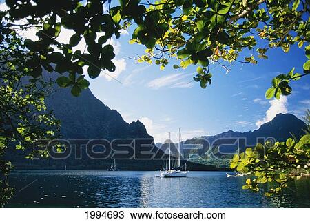Stock Image - French Polynesia, Moorea, Opunohu Bay, Scenic View Of Island, View Through Trees. Fotosearch