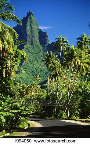 Stock Image - French Polynesia, Moorea, Road To Mount Rotui, Tropical Green Surroundings. Fotosearch
