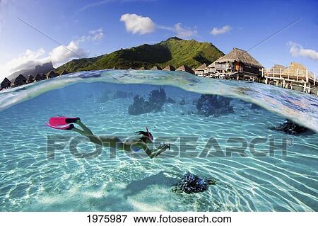 Stock Photo - French Polynesia, Moorea, Woman Free Diving In Turquoise Ocean.. Fotosearch