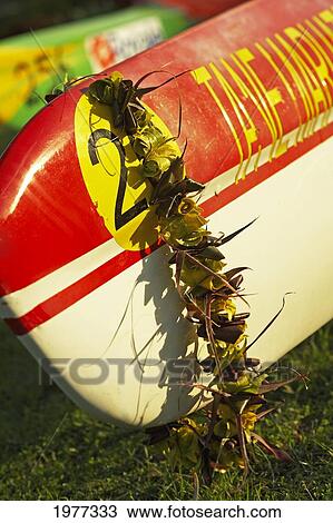 Stock Image - French Polynesia, Race Canoes.. Fotosearch