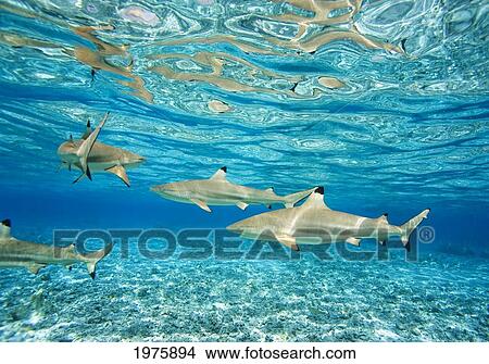 Picture - French Polynesia, Rangiroa, Blue Lagoon, Blacktip Reff Shark (Carcharhinus Melanopterus).. Fotosearch