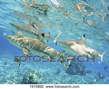 French Polynesia, Rangiroa, Blue Lagoon, Blacktip Reef Shark (Carcharhinus Melanopterus). View Large Photo Image Stock Image - French Polynesia, Rangiroa, Blue Lagoon, Blacktip Reef Shark (Carcharhinus Melanopterus).. Fotosearch
