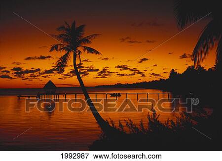 French Polynesia, Rangiroa, Bungalows At Sunset, Silhouetted Palm Trees. View Large Photo Image Stock Photo - French Polynesia, Rangiroa, Bungalows At Sunset, Silhouetted Palm Trees.. Fotosearch