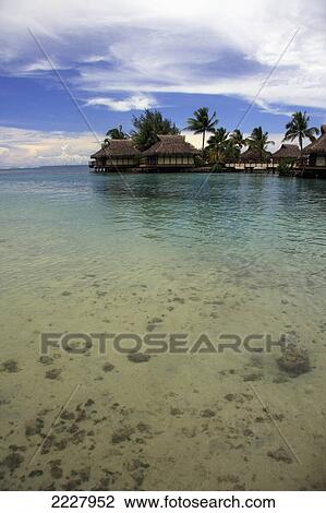 French Polynesia, Society Islands, View Through Moorea's Crystal Clear Waters; Moorea View Large Photo Image Stock Image - French Polynesia, Society Islands, View Through Moorea's Crystal Clear Waters; Moorea. Fotosearch