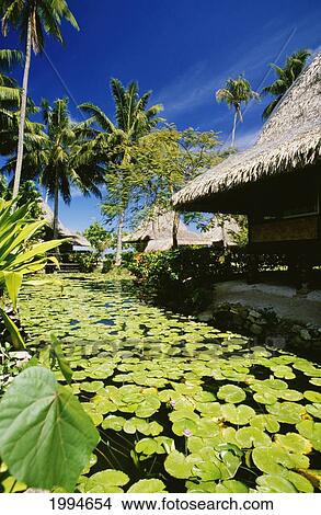 French Polynesia, Tahiti, Bali Hai Hotel, Palm Trees And Thatched Huts, Lily Pond View Large Photo Image Picture - French Polynesia, Tahiti, Bali Hai Hotel, Palm Trees And Thatched Huts, Lily Pond. Fotosearch