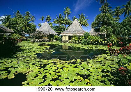 French Polynesia, Tahiti, Bali Hai Hotel, Lily Pads, Thatched Huts, Palms A58A View Large Photo Image Stock Image - French Polynesia, Tahiti, Bali Hai Hotel, Lily Pads, Thatched Huts, Palms A58A. Fotosearch