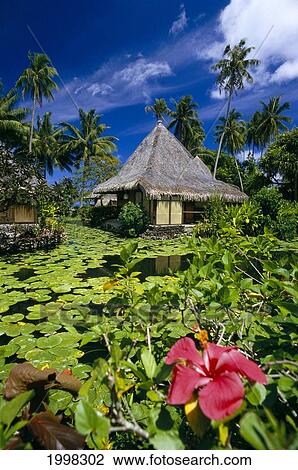 Stock Image - French Polynesia, Tahiti, Bali Hai Hotel, Red Hibiscus And Lily Pads Fore- Ground, Thatched Huts B1694. Fotosearch