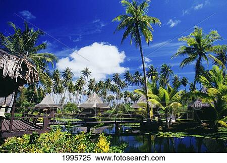 French Polynesia, Tahiti, Bali Hai Hotel, Palm Trees And Thatched Huts, Lily Pond View Large Photo Image Stock Photography - French Polynesia, Tahiti, Bali Hai Hotel, Palm Trees And Thatched Huts, Lily Pond. Fotosearch