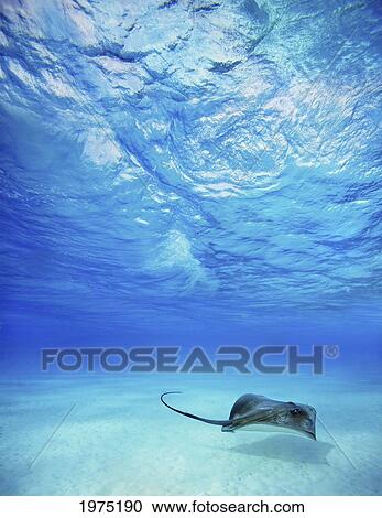 Stock Image - French Polynesia, Tahiti, Bora Bora, Stingray In Beautiful Turquoise Water.. Fotosearch