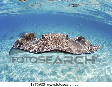 Stock Image - French Polynesia, Tahiti, Bora Bora, Stingray In Beautiful Turquoise Water.. Fotosearch