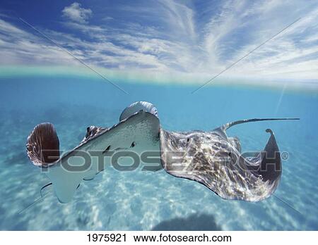 Stock Image - French Polynesia, Tahiti, Bora Bora, Stingray In Beautiful Turquoise Water.. Fotosearch