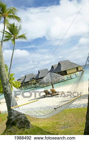 French Polynesia, Tahiti, Bora Bora, Hammock In Foreground Of Lounge Chairs And Thatch Umbrella On Beach With Tranquil Ocean And Bungalows View Large Photo Image Stock Image - French Polynesia, Tahiti, Bora Bora, Hammock In Foreground Of Lounge Chairs And Thatch Umbrella On Beach With Tranquil Ocean And Bungalows. Fotosearch