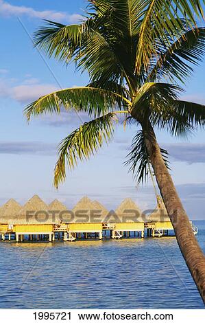 French Polynesia, Tahiti, Bora Bora, Bungalows Of The Hotel Moana Beach, Palm Tree In Foreground View Large Photo Image Stock Image - French Polynesia, Tahiti, Bora Bora, Bungalows Of The Hotel Moana Beach, Palm Tree In Foreground. Fotosearch