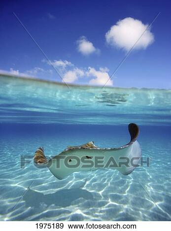 Stock Photo - French Polynesia, Tahiti, Bora Bora, Stingray In Beautiful Turquoise Water.. Fotosearch