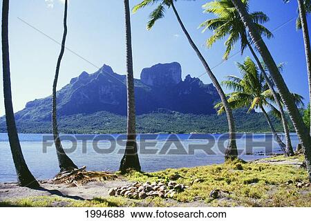Stock Photo - French Polynesia, Tahiti, Bora Bora Coast With Palm Trees. Fotosearch