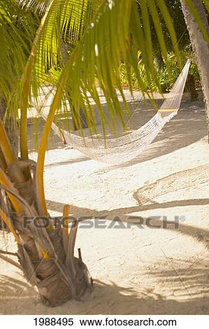 Stock Photography - French Polynesia, Tahiti, Bora Bora, Hammock Tied Between Palm Trees On Sandy Beach. Fotosearch