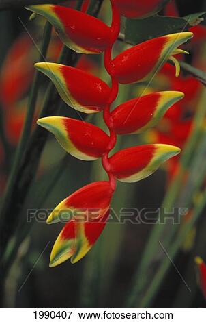French Polynesia, Tahiti, Bright Red Papeete Flower With Yellow Tips On Plant, (Heliconia) View Large Photo Image Stock Photo - French Polynesia, Tahiti, Bright Red Papeete Flower With Yellow Tips On Plant, (Heliconia). Fotosearch