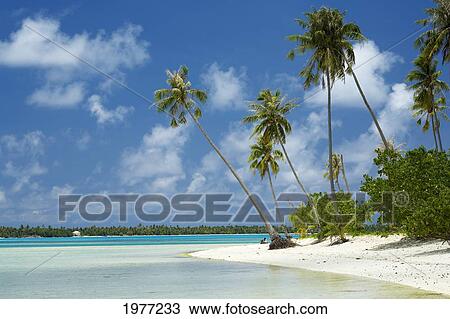 French Polynesia, Tahiti, Lagoon Beach With Palms Trees and Blue Sky; Maupiti View Large Photo Image Stock Image - French Polynesia, Tahiti, Lagoon Beach With Palms Trees and Blue Sky; Maupiti. Fotosearch