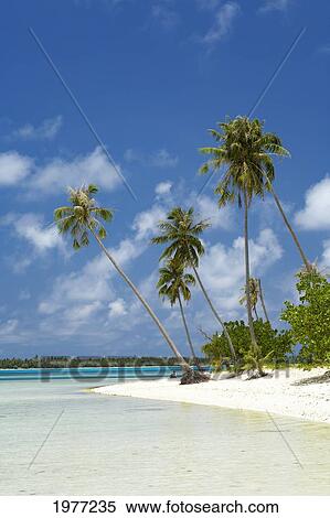 Stock Photography - French Polynesia, Tahiti, Lagoon Beach With Palms Trees and Blue Sky; Maupiti. Fotosearch