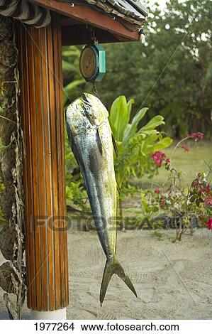 Picture - French Polynesia, Tahiti, Mahi Mahi hanging at hotel; Maupiti. Fotosearch