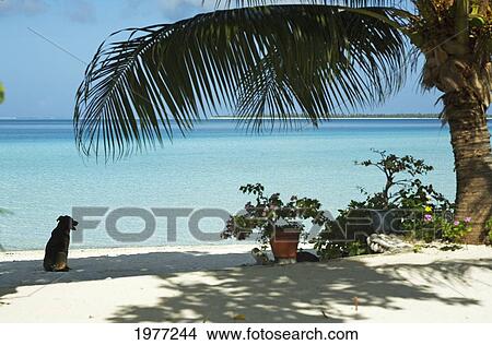 Picture - French Polynesia, Tahiti, Maupiti, Lagoon With Palm Frand And Watch Dog.. Fotosearch