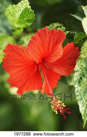 French Polynesia, Tahiti, Maupiti, Red Hibiscus Flower. View Large Photo Image Stock Photo - French Polynesia, Tahiti, Maupiti, Red Hibiscus Flower.. Fotosearch