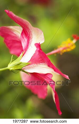 French Polynesia, Tahiti, Maupiti, Hibiscus Flower. View Large Photo Image Stock Photo - French Polynesia, Tahiti, Maupiti, Hibiscus Flower.. Fotosearch