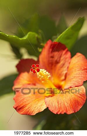 Stock Photography - French Polynesia, Tahiti, Maupiti, Hibiscus Flower.. Fotosearch