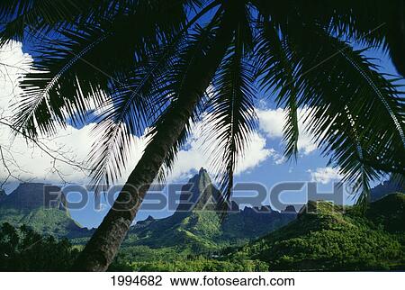 French Polynesia, Tahiti, Moorea, Bali Hai With Palm Tree In Foreground View Large Photo Image Stock Image - French Polynesia, Tahiti, Moorea, Bali Hai With Palm Tree In Foreground. Fotosearch