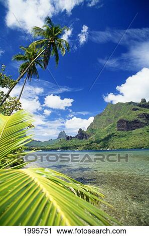 French Polynesia, Tahiti, Moorea, Bali Hai With Palm Tree In Foreground View Large Photo Image Stock Image - French Polynesia, Tahiti, Moorea, Bali Hai With Palm Tree In Foreground. Fotosearch