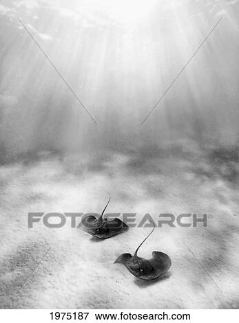 French Polynesia, Tahiti, Moorea, Two Stingray In Beautiful Turquoise Water. View Large Photo Image Stock Photo - French Polynesia, Tahiti, Moorea, Two Stingray In Beautiful Turquoise Water.. Fotosearch