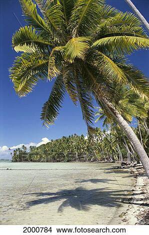 French Polynesia, Tahiti, Palm Lined Beach With Shadows In Shallow Ocean, Blue Sky View Large Photo Image Picture - French Polynesia, Tahiti, Palm Lined Beach With Shadows In Shallow Ocean, Blue Sky. Fotosearch