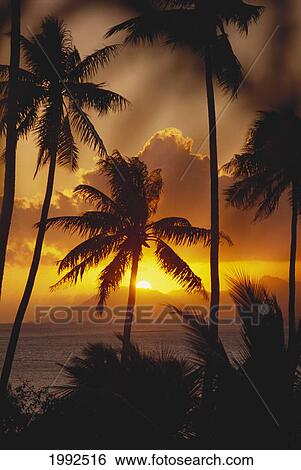 Stock Photograph - French Polynesia, Tahiti, Palm Trees Silhouetted By A Vibrant Sunset.. Fotosearch