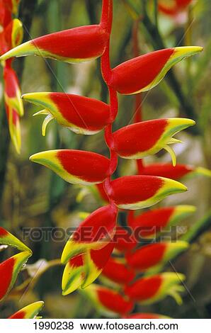 French Polynesia, Tahiti, Papeete, Heliconia Flower, Red And Yellow View Large Photo Image Stock Photo - French Polynesia, Tahiti, Papeete, Heliconia Flower, Red And Yellow. Fotosearch