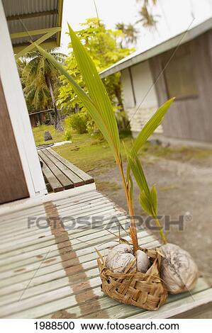 Stock Image - French Polynesia, Tahiti, Tuamotu, Sprouting Coconuts Sit On Wooden Deck Of Tahitian House. Fotosearch