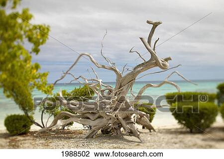 Stock Image - French Polynesia, Tahiti, Tuamotu, Large And Unusually Shaped Mass Of Driftwood On Sandy Beach, Ocean In Background.. Fotosearch
