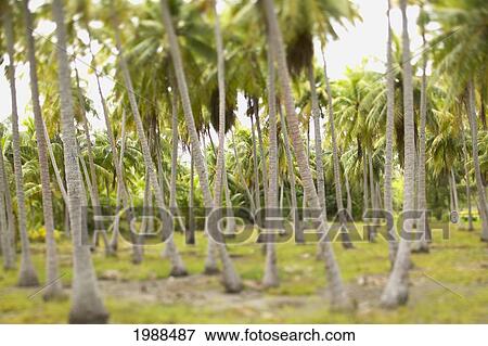 Stock Photo - French Polynesia, Tahiti, Tuamotu, Grove Of Palm Trees. Fotosearch