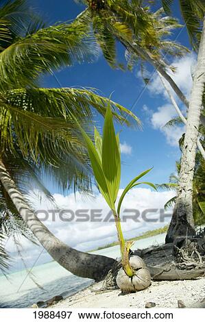 Stock Photo - French Polynesia, Tahiti, Tuamotu, Coconut Sprouting On The Shoreline, Palm Trees And Ocean In Background.. Fotosearch