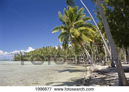 Stock Photo - French Polynesia, Tahiti, White Sand Beach Lined With Coconut Trees, Shadows A56H. Fotosearch