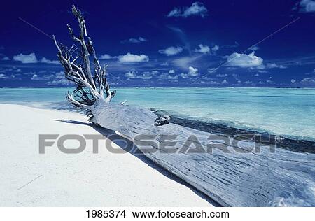 French Polynesia, Tetiaroa (Marlon Brando's Island), Driftwood On White Sand Beach. View Large Photo Image Picture - French Polynesia, Tetiaroa (Marlon Brando's Island), Driftwood On White Sand Beach.. Fotosearch
