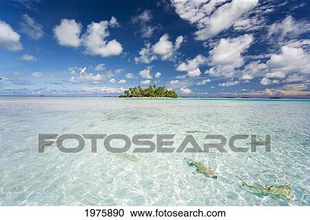Stock Image - French Polynesia, Tuamatu Isalnds, Blacktip Reff Shark (Carcharhinus Melanopterus).. Fotosearch